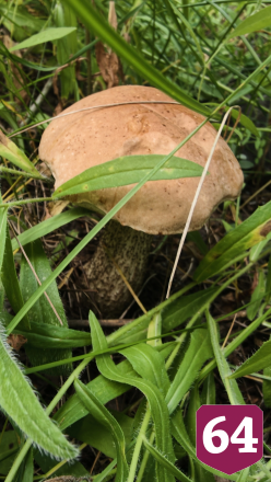 Саратовец на Кумысной поляне нашел килограммовый белый гриб
